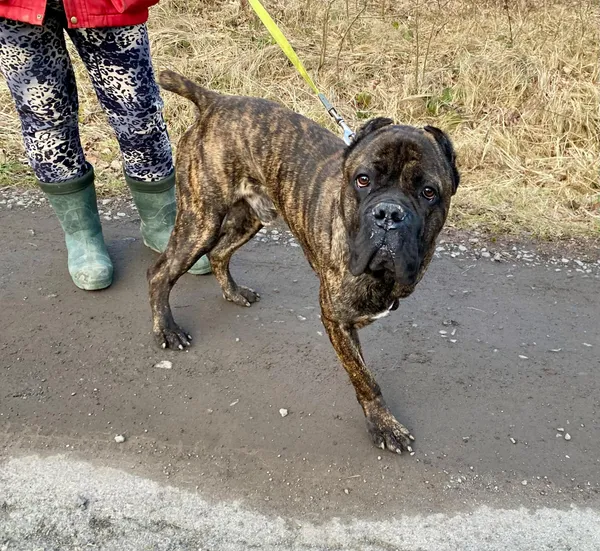 Pies do adopcji, gmina Platerówka, 5 marca 2025 (3/4)