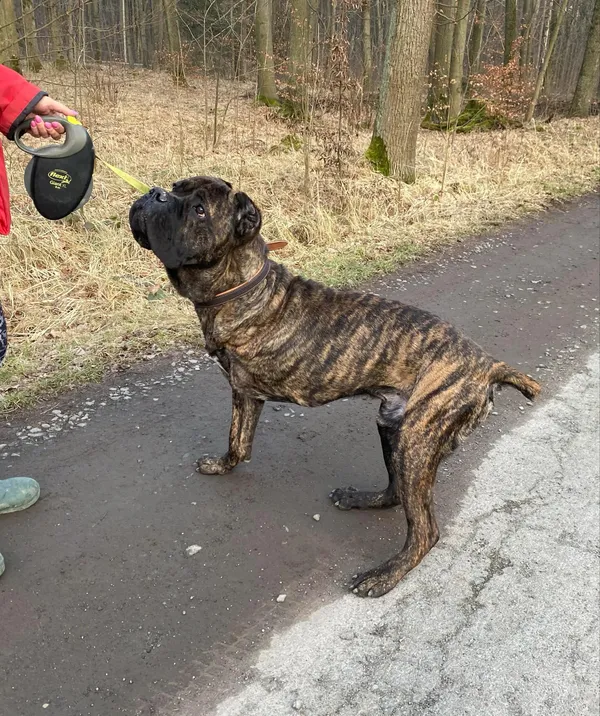 Pies do adopcji, gmina Platerówka, 5 marca 2025 (4/4)