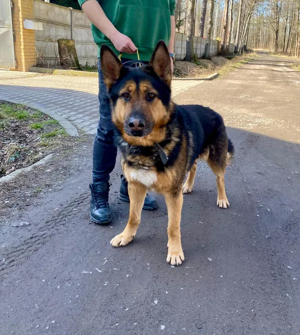 Pies do adopcji, gmina Platerówka, 5 marca 2025 (4/4)