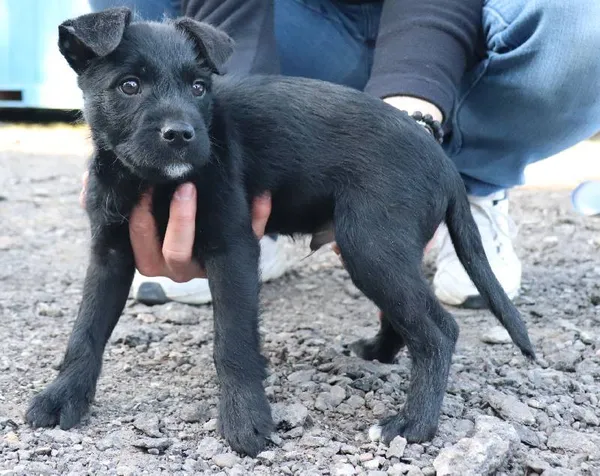 Znaleziono psa, Łódź, 4 marca 2025 (1/2)