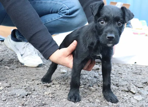 Znaleziono psa, Łódź, 4 marca 2025 (2/2)