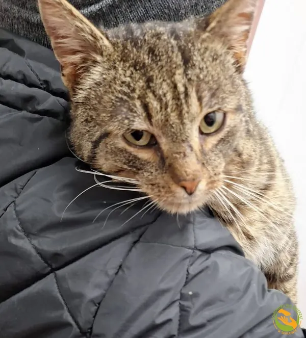 Znaleziono kota, Skałowo, 5 marca 2025 (1/2)