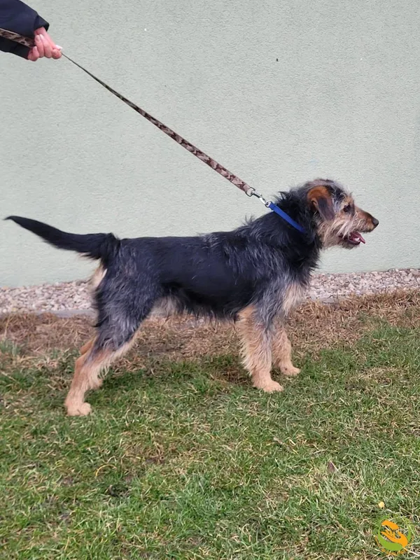 Znaleziono psa, Skałowo, 5 marca 2025 (2/2)