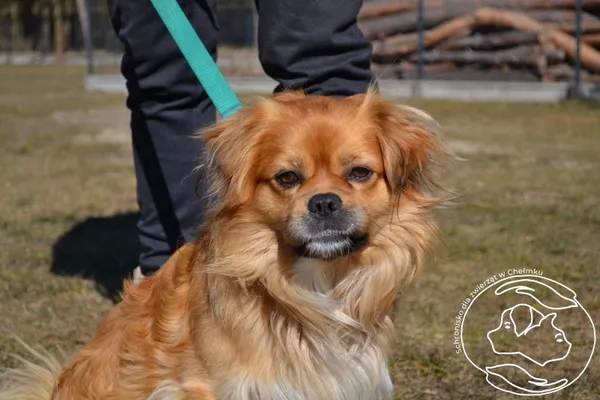 Pies do adopcji, Chełmek, 17 lutego 2025