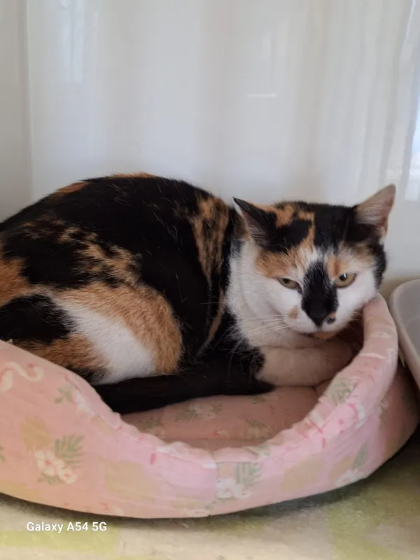 Kot do adopcji, Orzechowce, 5 marca 2025 (2/2)