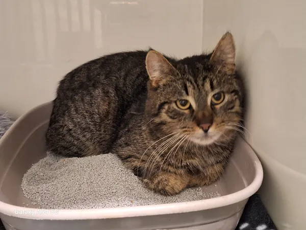 Kot do adopcji, Orzechowce, 5 marca 2025