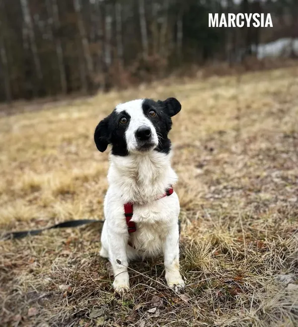 Pies do adopcji, Rytlów, 5 marca 2025
