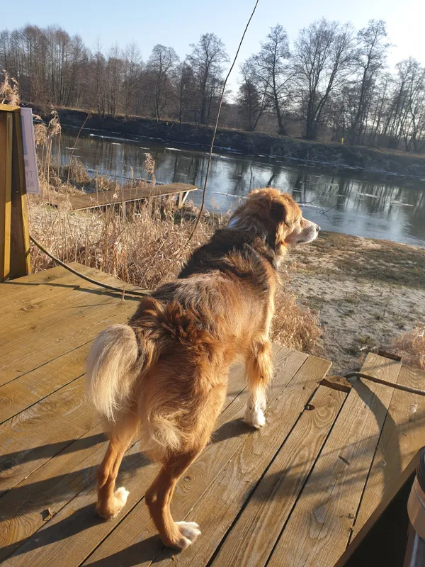 Zaginął pies, Mokiny, 6 marca 2025