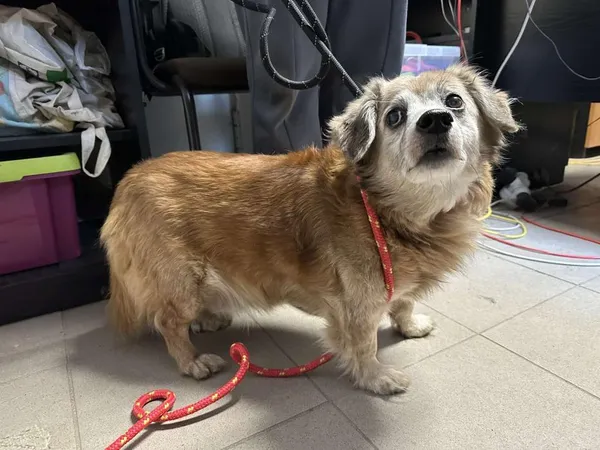 Znaleziono psa, Toruń, 2 marca 2025