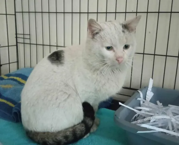 Znaleziono kota, Toruń, 2 marca 2025