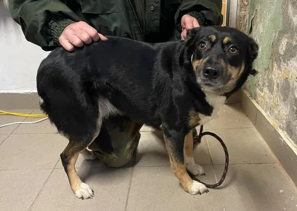 Znaleziono psa, Toruń, 28 lutego 2025