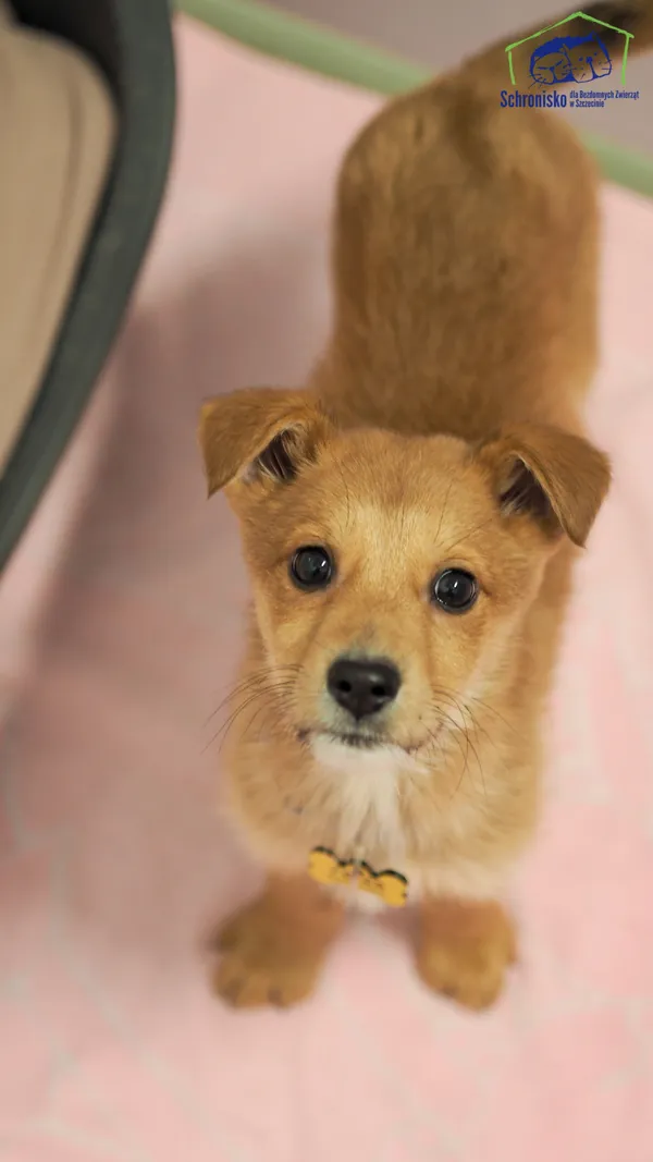 Znaleziono psa, Szczecin, 5 marca 2025 (2/4)