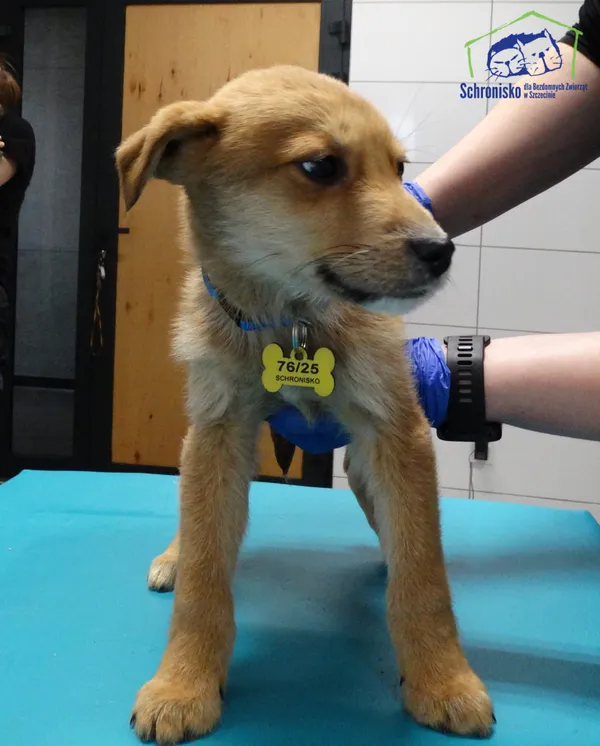 Znaleziono psa, Szczecin, 5 marca 2025 (4/4)