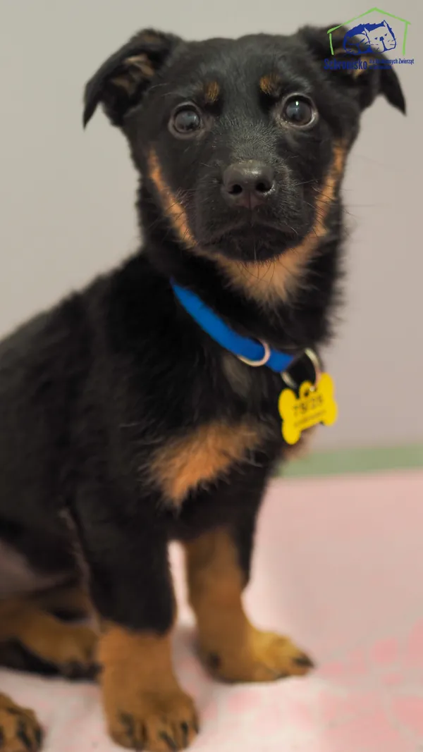 Znaleziono psa, Szczecin, 5 marca 2025 (2/4)