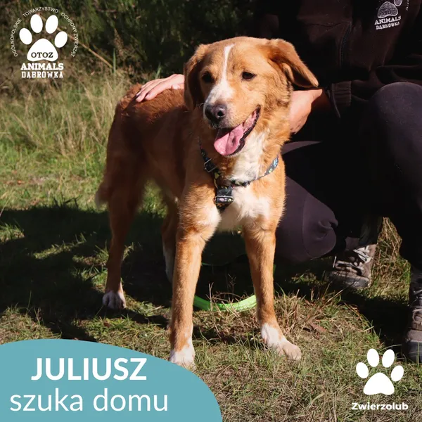 Pies do adopcji, Dąbrówka, 9 czerwca 2023 (1/4)
