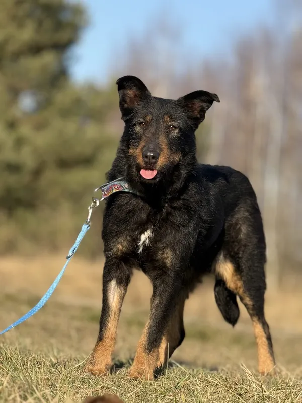 Pies do adopcji, Pieczyska, 5 marca 2025 (2/5)