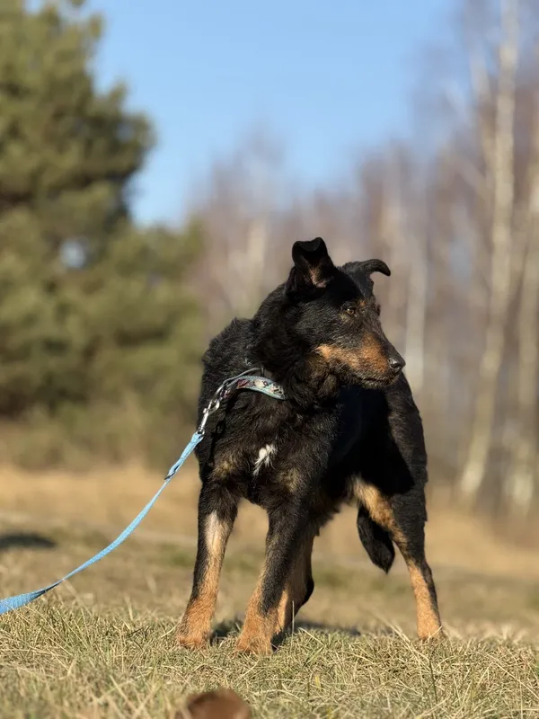 Pies do adopcji, Pieczyska, 5 marca 2025 (3/5)