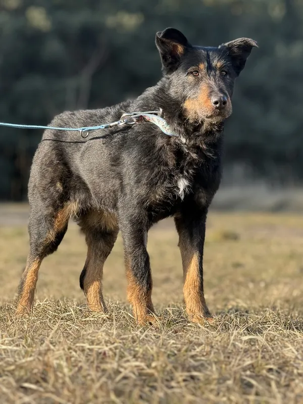 Pies do adopcji, Pieczyska, 5 marca 2025 (5/5)