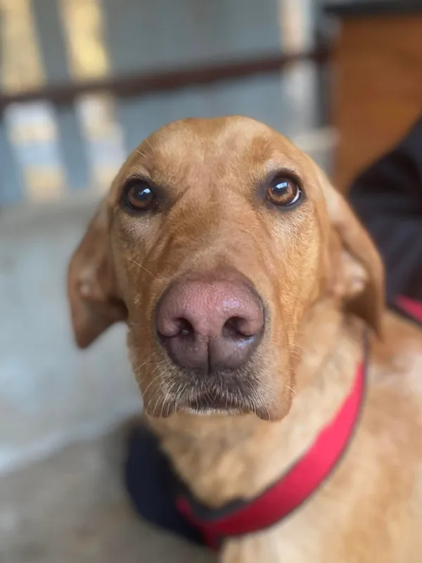 Pies do adopcji, Milanówek, 5 marca 2025 (1/5)