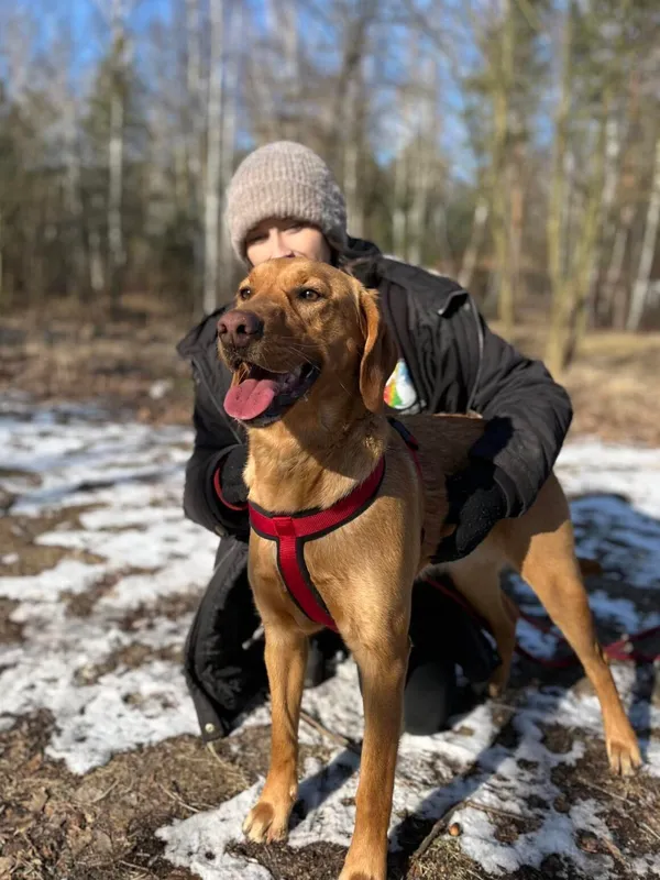 Pies do adopcji, Milanówek, 5 marca 2025 (2/5)