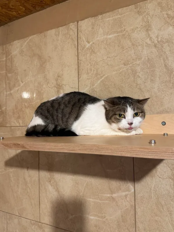 Kot do adopcji, Korabiewice, 5 marca 2025 (2/3)