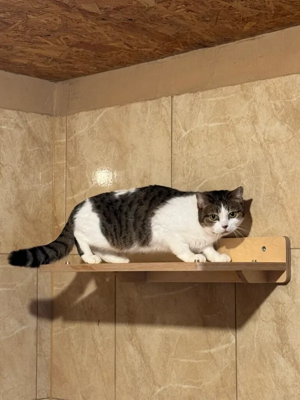 Kot do adopcji, Korabiewice, 5 marca 2025 (3/3)