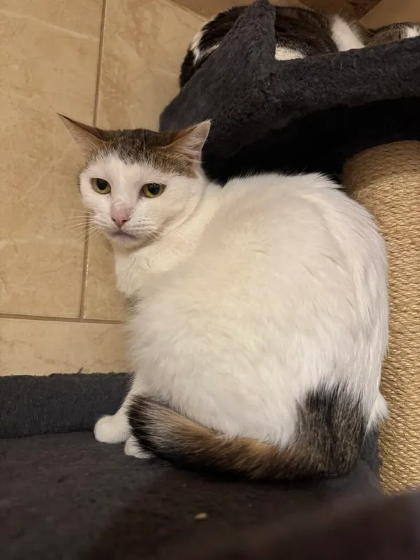 Kot do adopcji, Korabiewice, 5 marca 2025 (1/3)