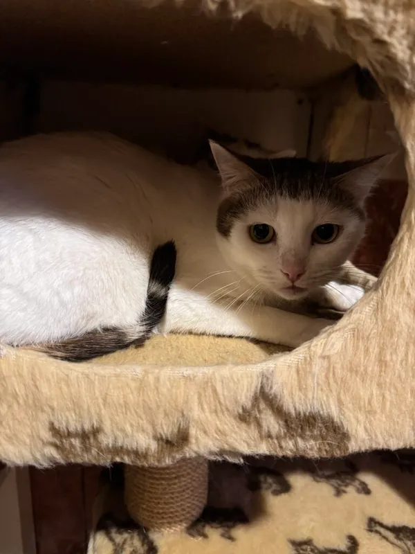 Kot do adopcji, Korabiewice, 5 marca 2025 (3/3)