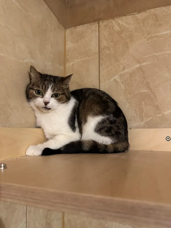 Kot do adopcji, Korabiewice, 5 marca 2025 (3/3)