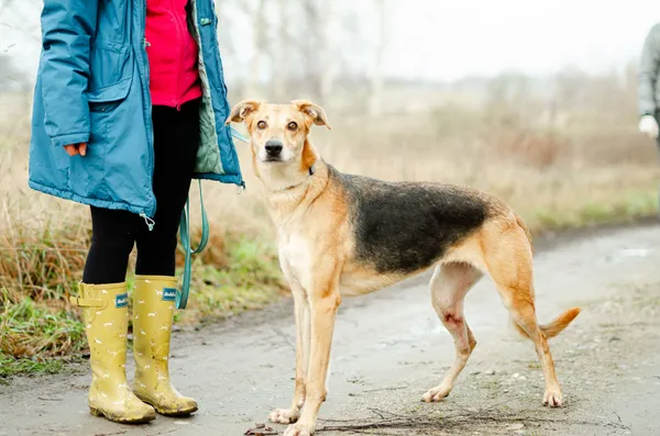 Oddam psa, Gdańsk, Oliwa, 6 marca 2025 (2/4)