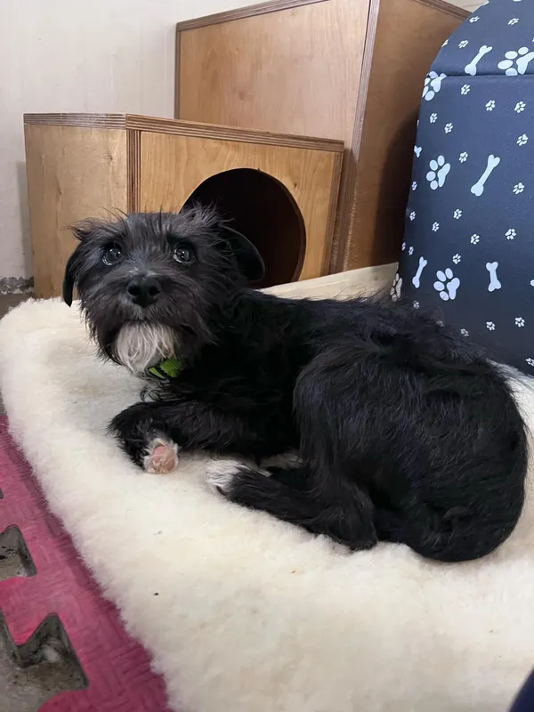 Pies do adopcji, Włocławek, 5 marca 2025 (1/5)