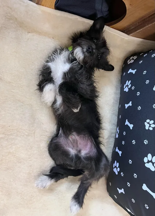 Pies do adopcji, Włocławek, 5 marca 2025 (2/5)