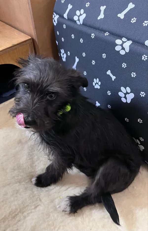 Pies do adopcji, Włocławek, 5 marca 2025 (4/5)