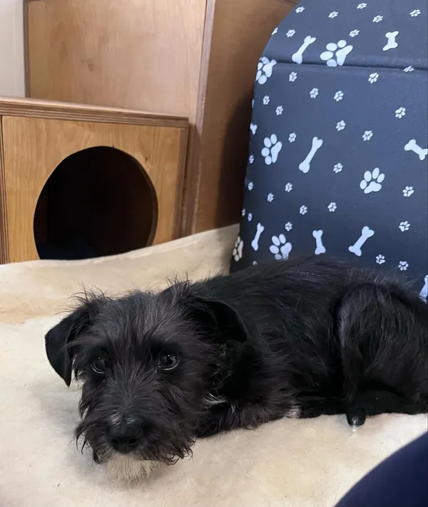 Pies do adopcji, Włocławek, 5 marca 2025 (5/5)