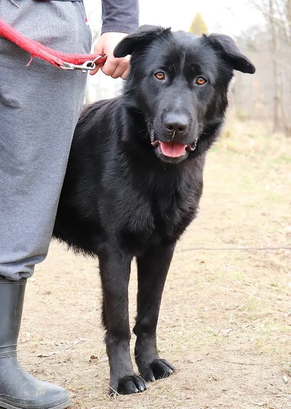 Znaleziono psa, Łódź, 5 marca 2025 (4/5)