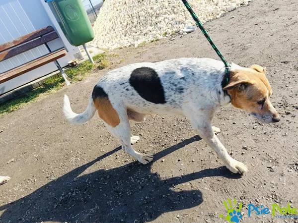 Znaleziono psa, Racławice, 4 marca 2025 (1/4)