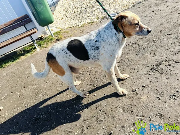 Znaleziono psa, Racławice, 4 marca 2025 (2/4)