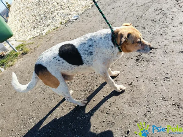 Znaleziono psa, Racławice, 4 marca 2025 (3/4)