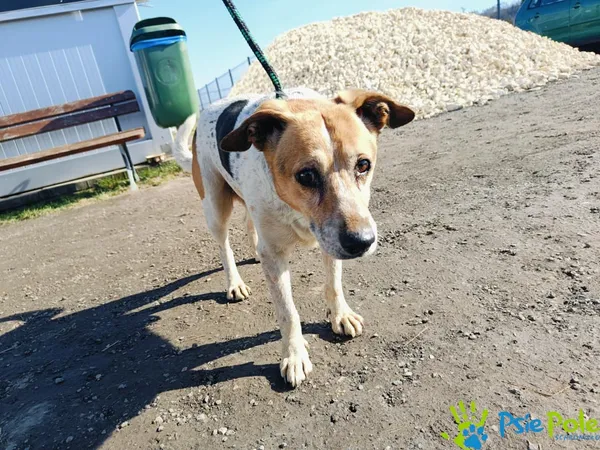 Znaleziono psa, Racławice, 4 marca 2025 (4/4)