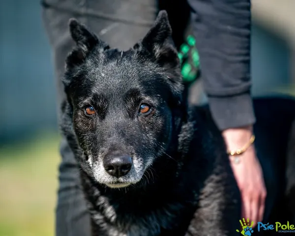 Znaleziono psa, Racławice, 4 marca 2025 (3/5)