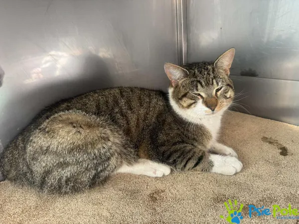 Znaleziono kota, Racławice, 4 marca 2025 (1/3)