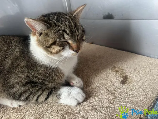 Znaleziono kota, Racławice, 4 marca 2025 (3/3)