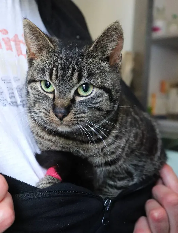 Znaleziono kota, Łódź, 6 marca 2025 (1/2)