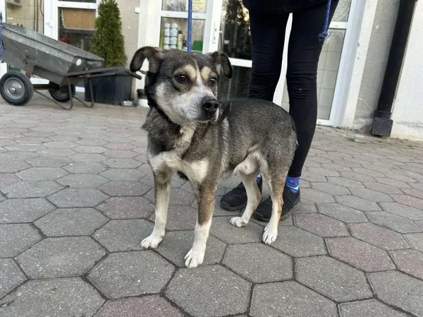 Znaleziono psa, Toruń, 4 marca 2025