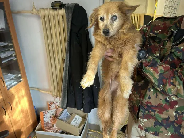 Znaleziono psa, Toruń, 4 marca 2025