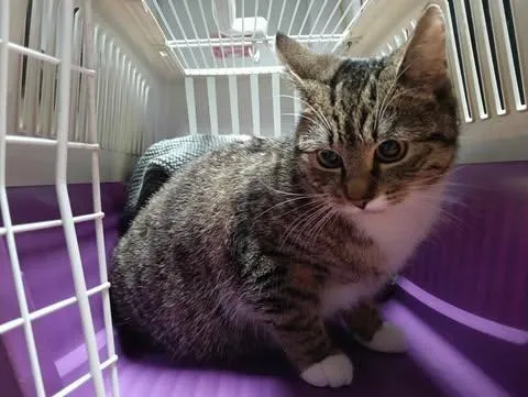 Znaleziono kota, Toruń, 2 marca 2025