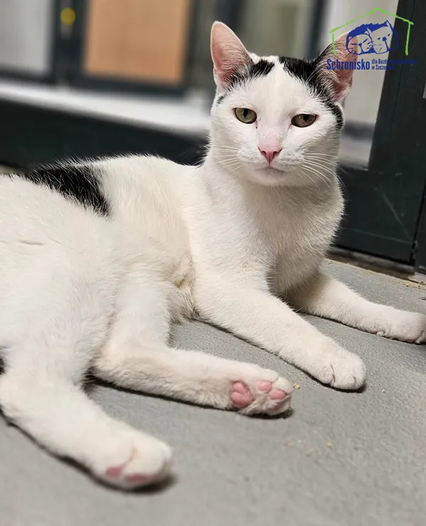 Kot do adopcji, Szczecin, 6 marca 2025 (2/5)