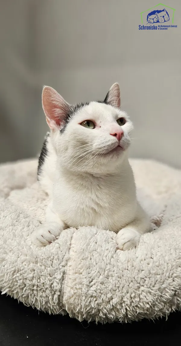 Kot do adopcji, Szczecin, 6 marca 2025 (4/5)