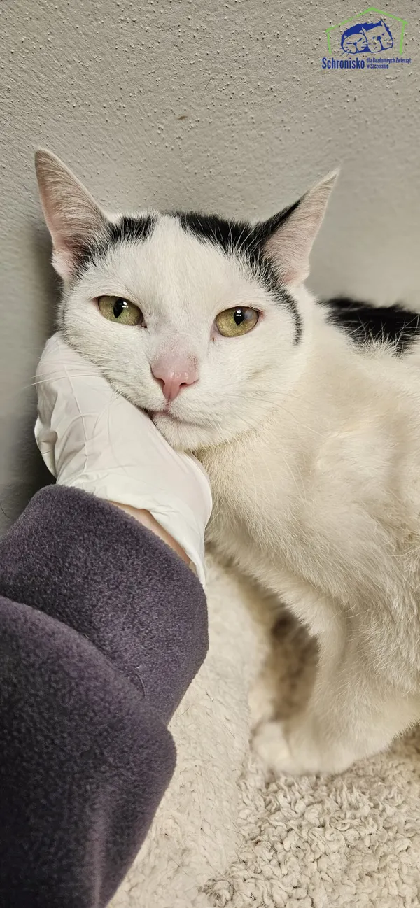 Kot do adopcji, Szczecin, 6 marca 2025 (5/5)