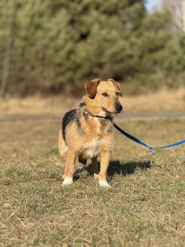 Pies do adopcji, Pieczyska, 6 marca 2025 (3/5)